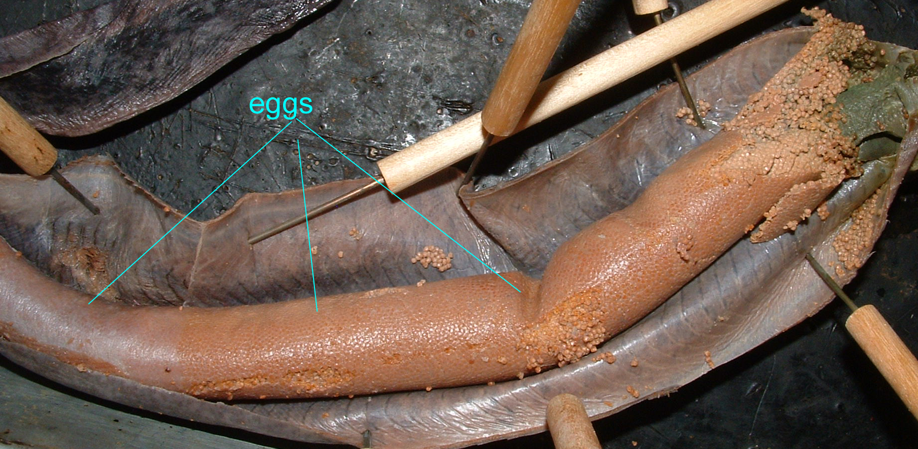 eggs inside female lamprey