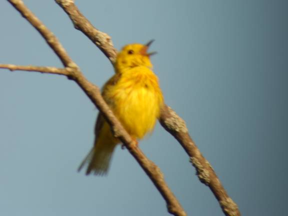 yellow warbler