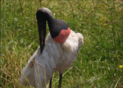 jabiru stork