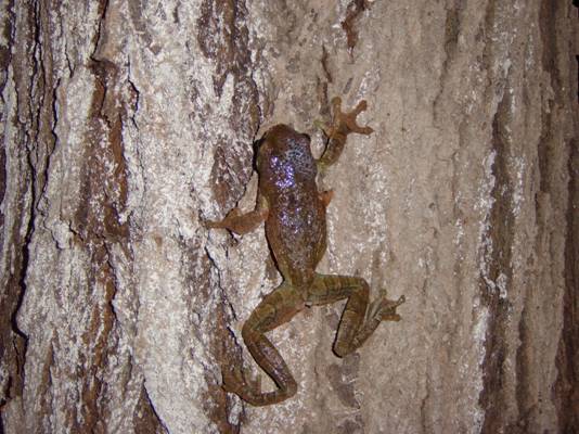 treefrog climbing