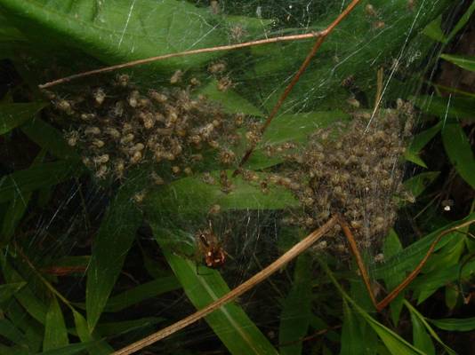 lots of bably spiders