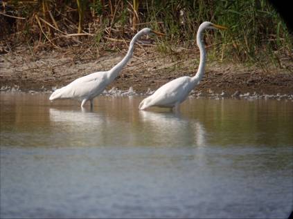 egrets at pond
