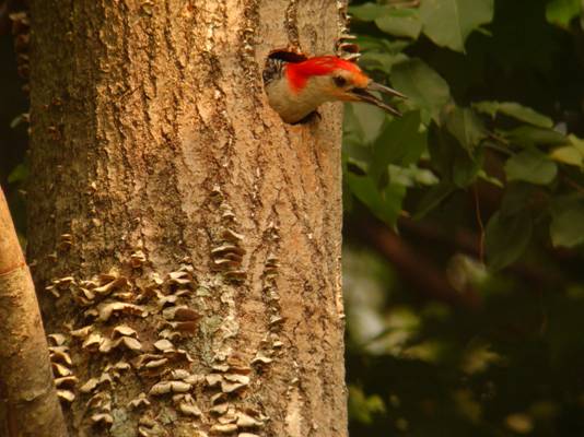 woodpecker in hole