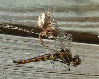 spider with dragonfly in web