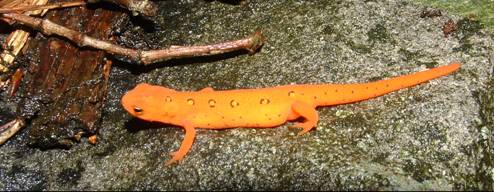 orange salamander