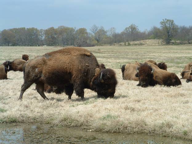 bison