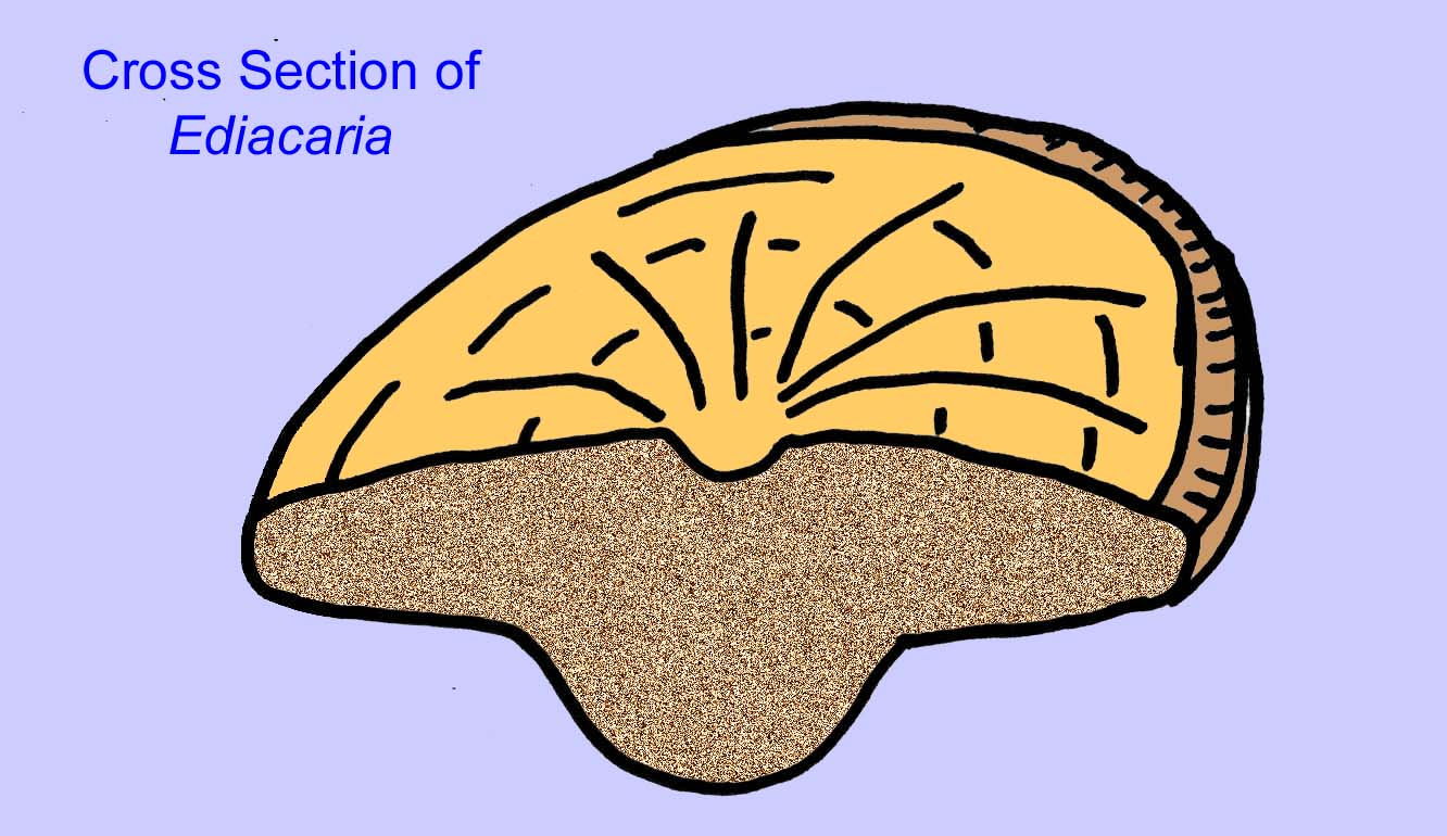 fossil cnidarian