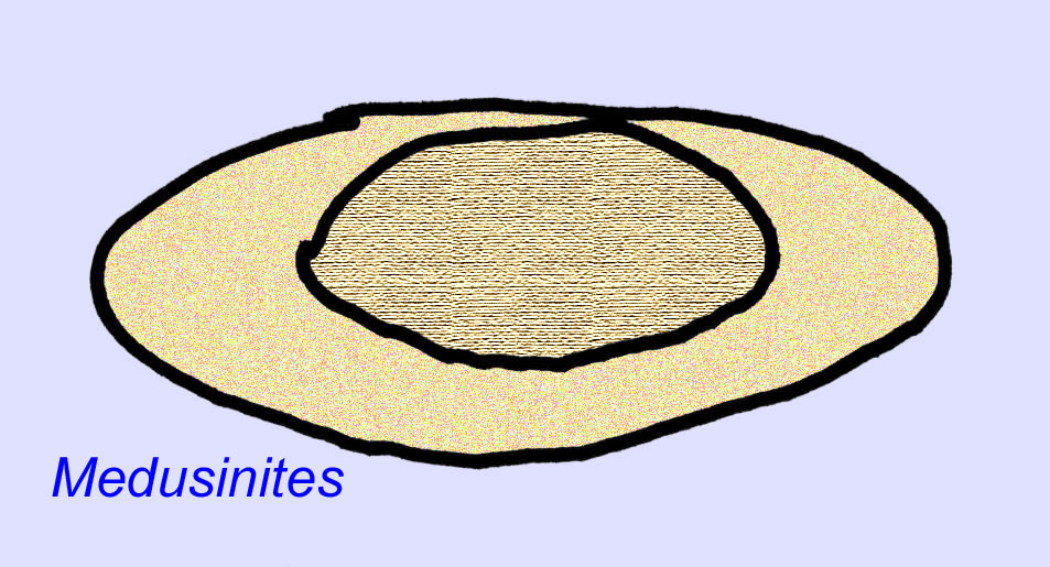 fossil cnidarian