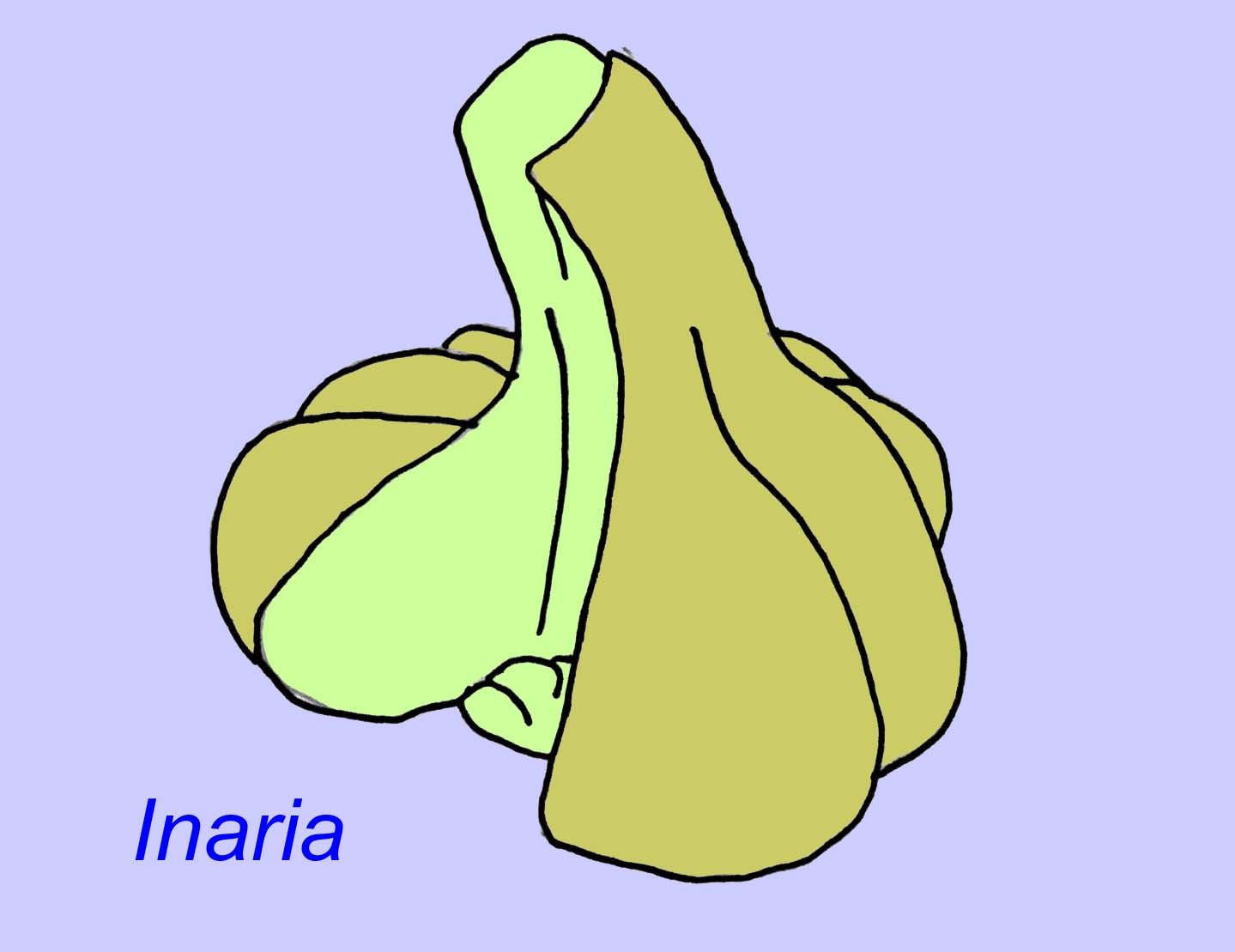 animal fossilisé de type corail