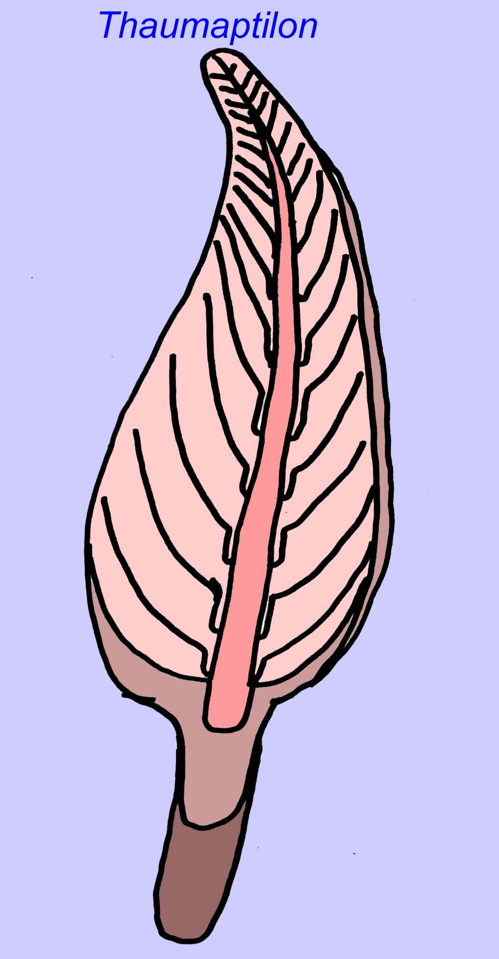 cnidarian resembling sea pen