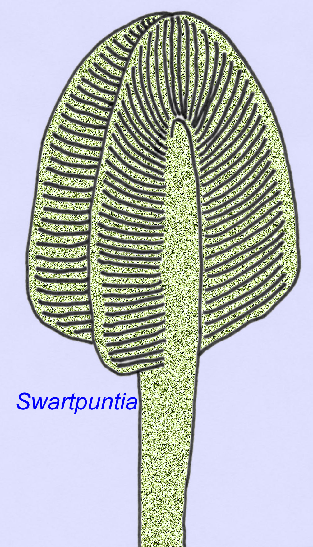 cnidarian resembling sea pen