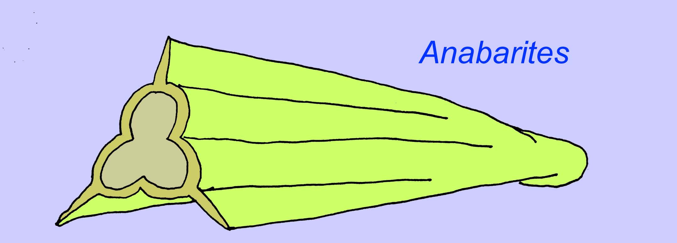 animal fossilisé de type corail