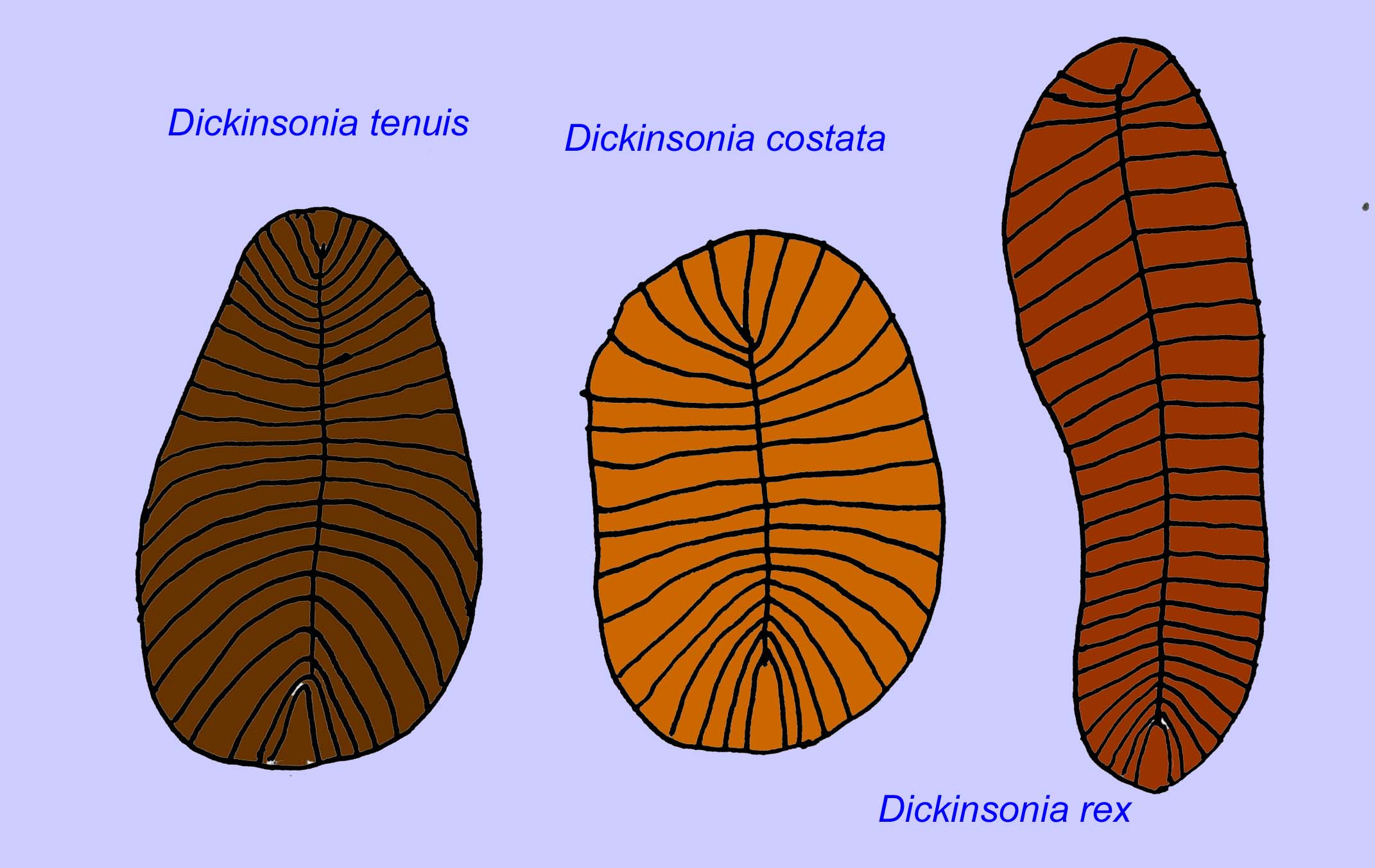 precambrian animals list