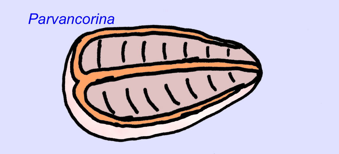 fossile d'arthropode intermédiaire