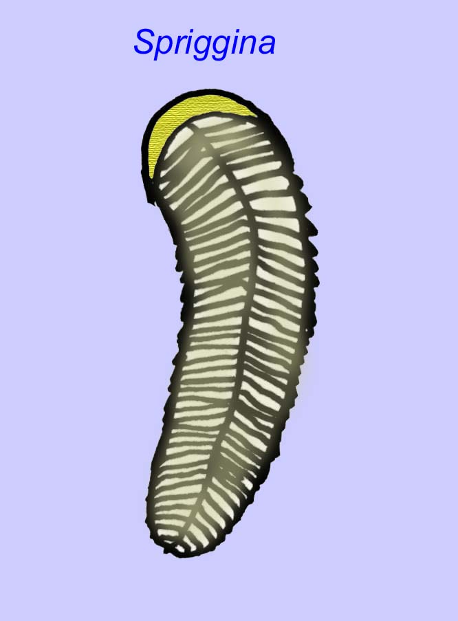 fossile d'arthropode intermédiaire