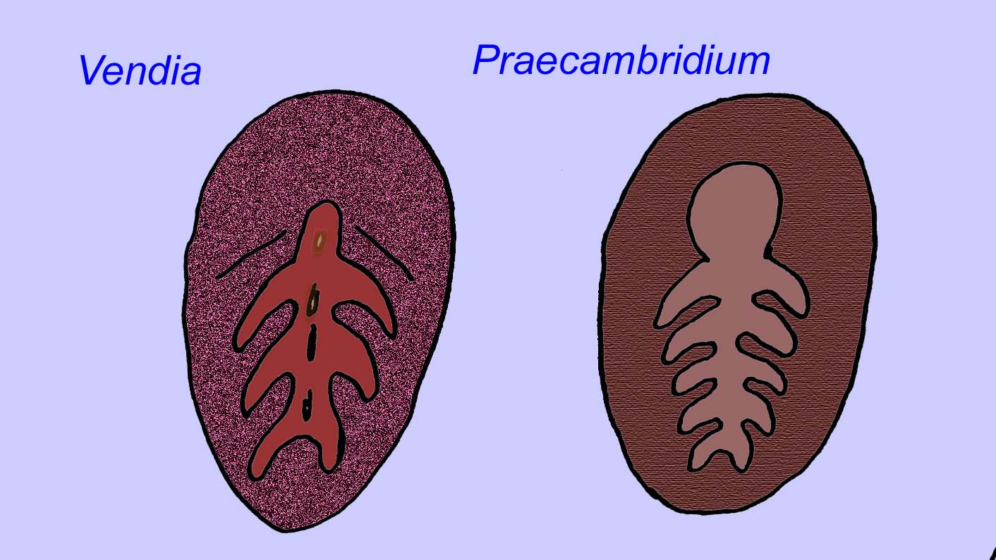 zwischenzeitliches arthropod fossil