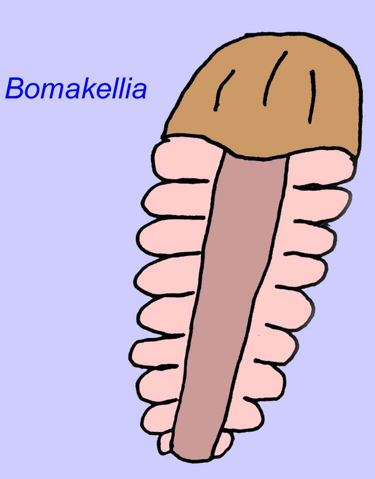 intermediate arthropod fossil