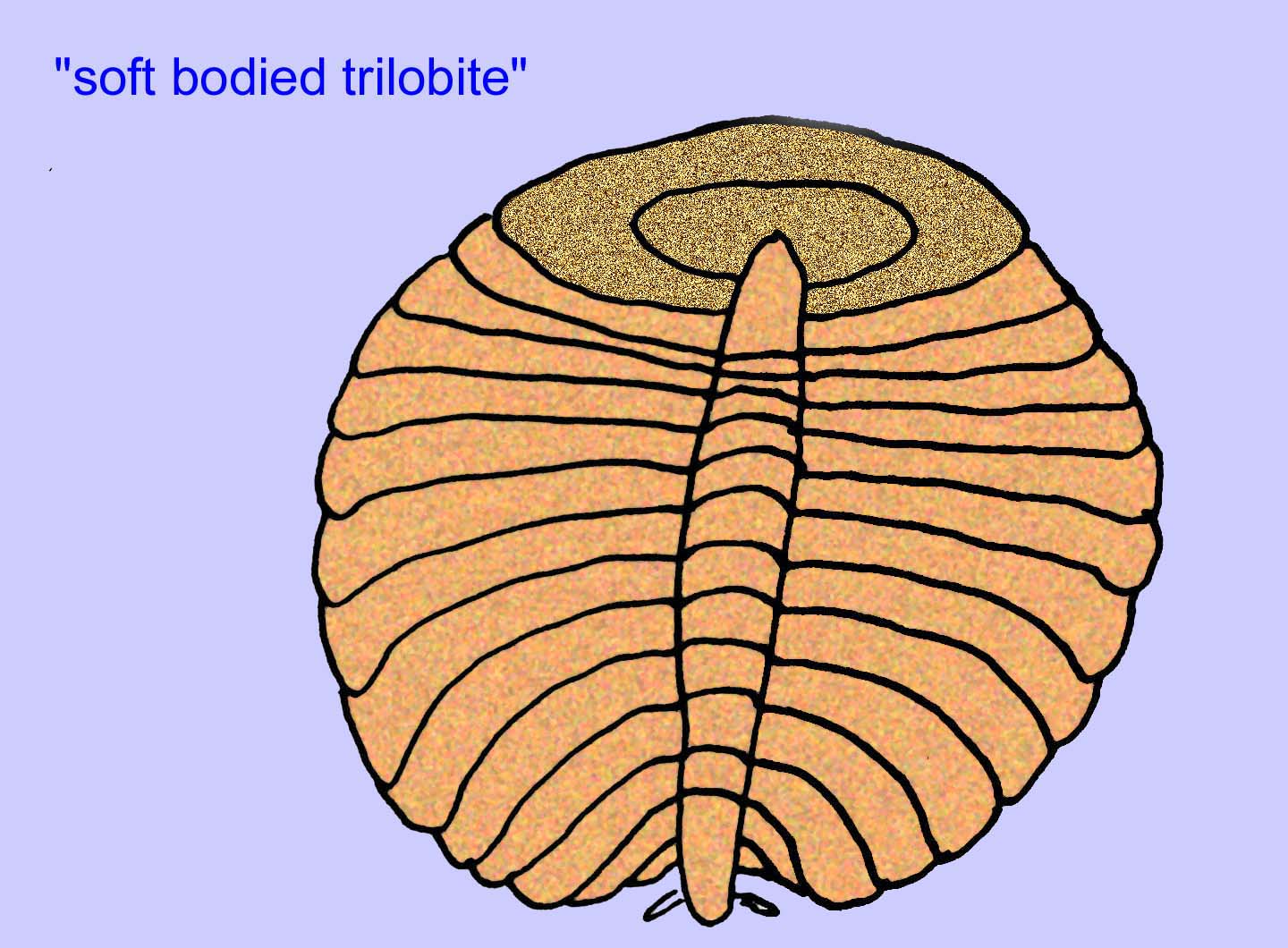 fossile d'arthropode intermédiaire