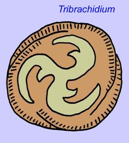 echinodem