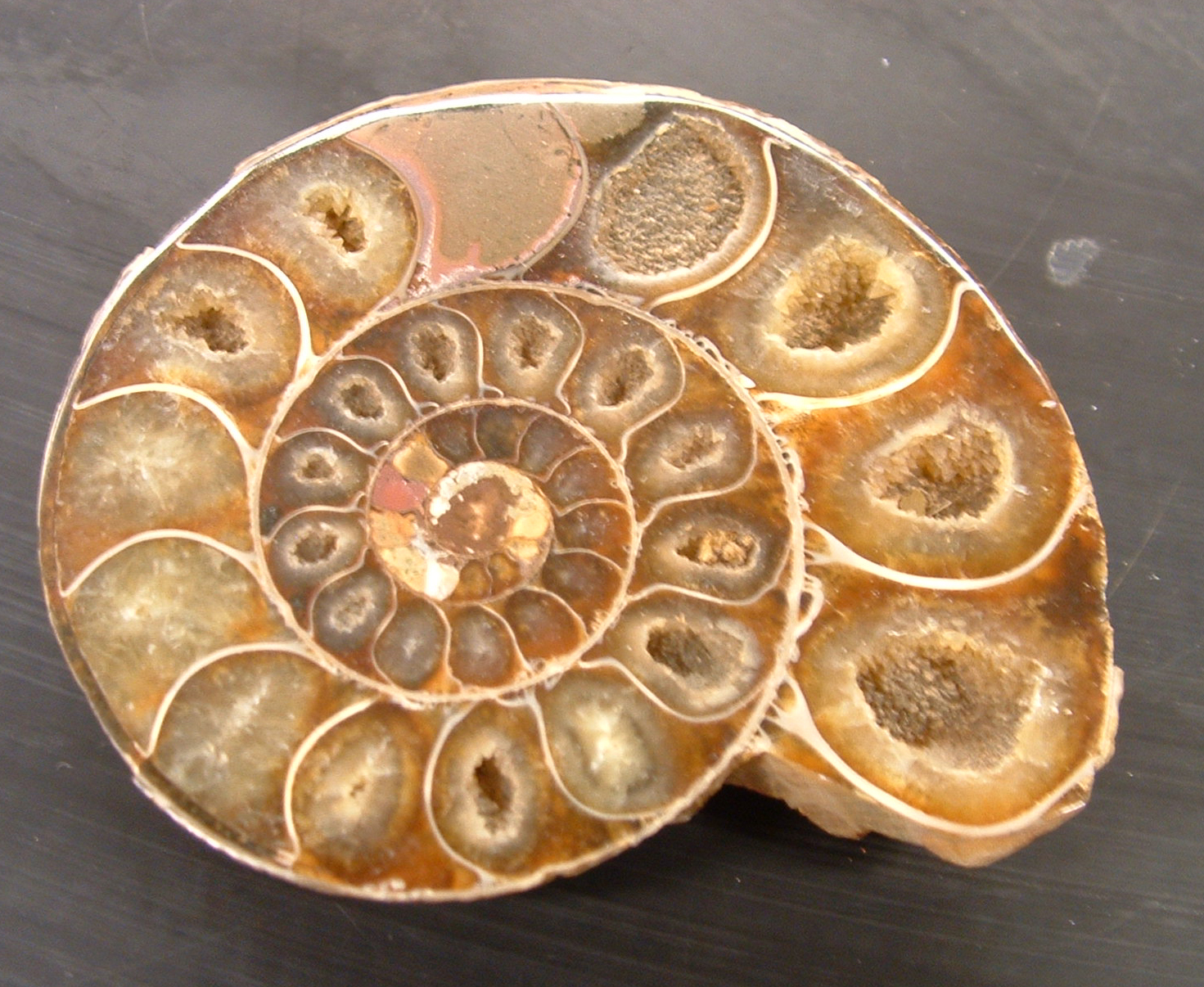 fossil ammonite