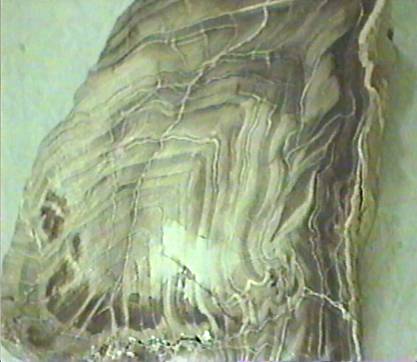 petrified wood