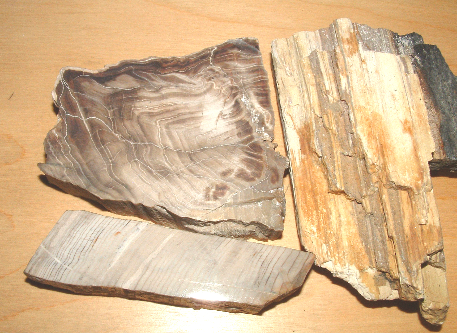 petrified wood