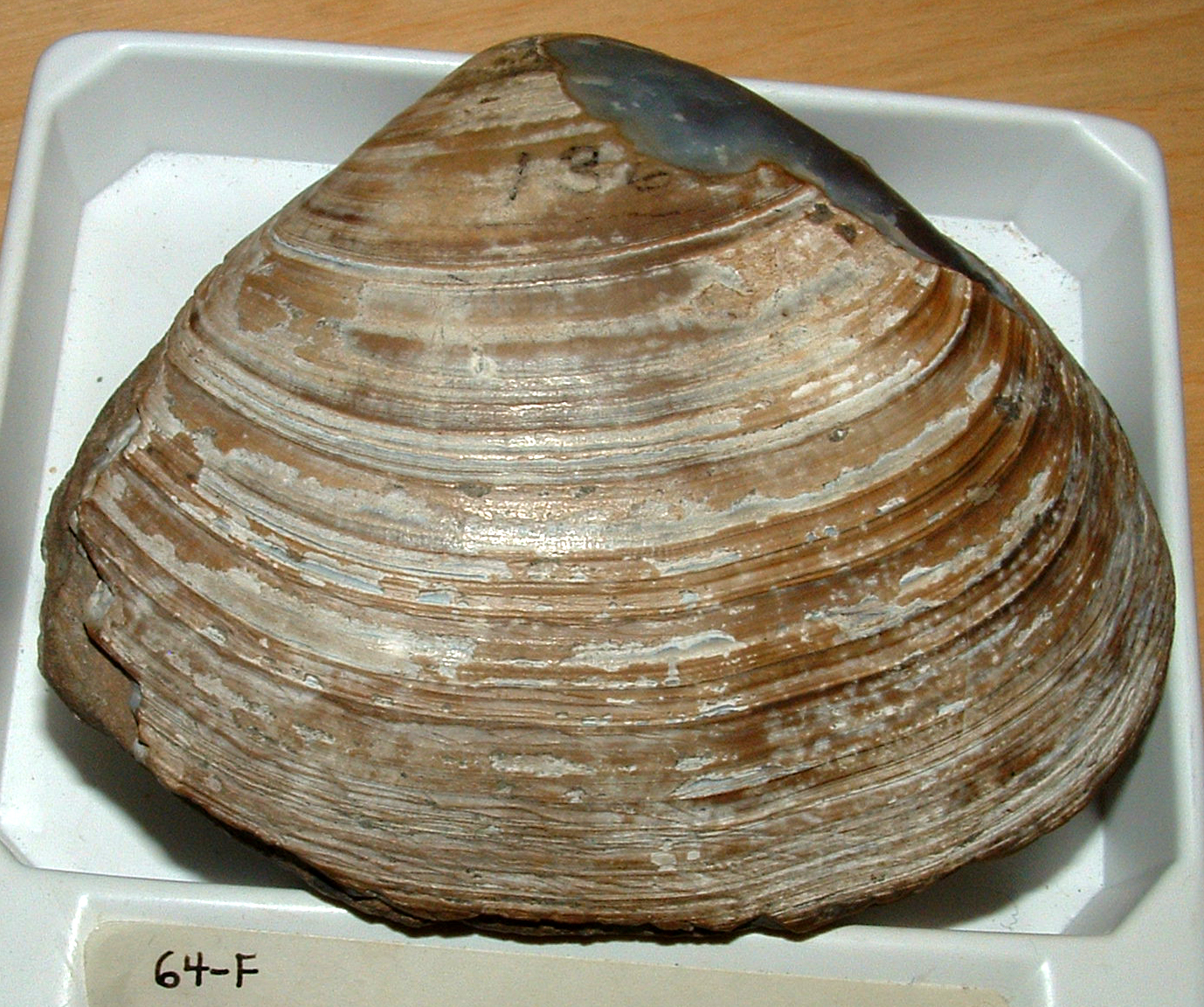 fossil clam