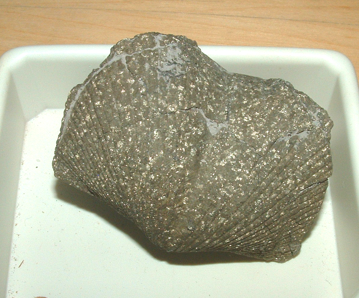 fossil shell