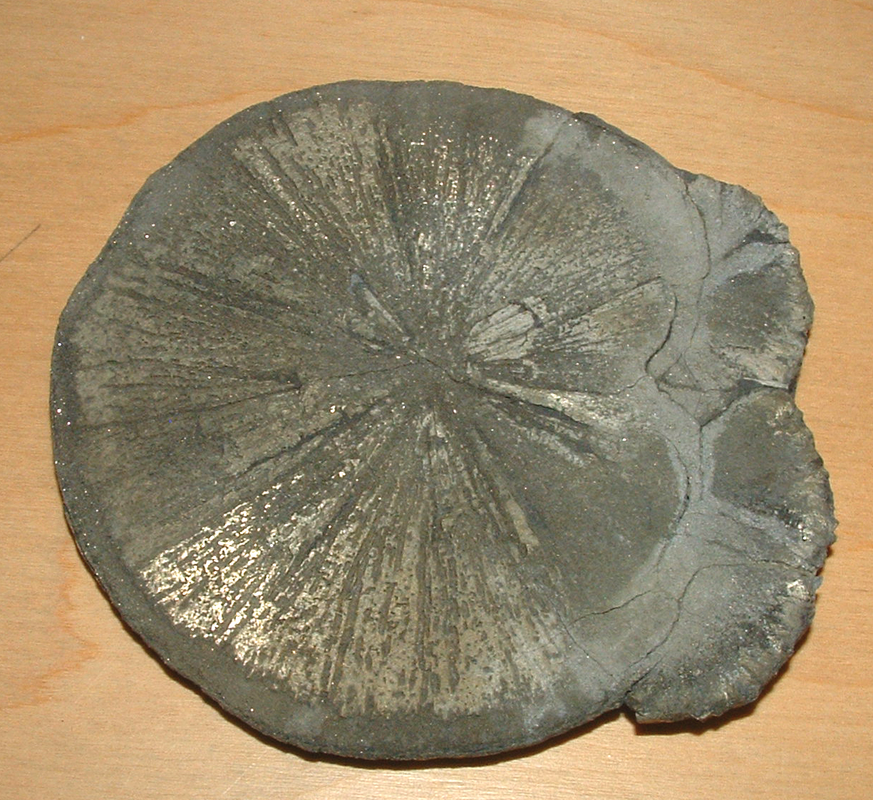 recrystallization fossil