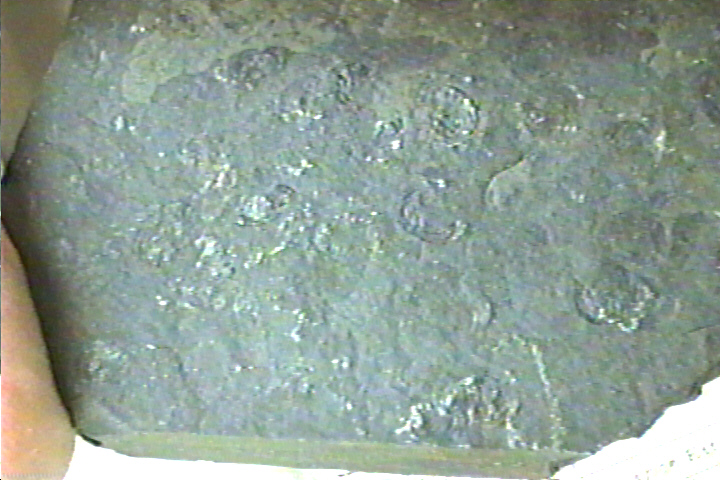 carbonized fossil