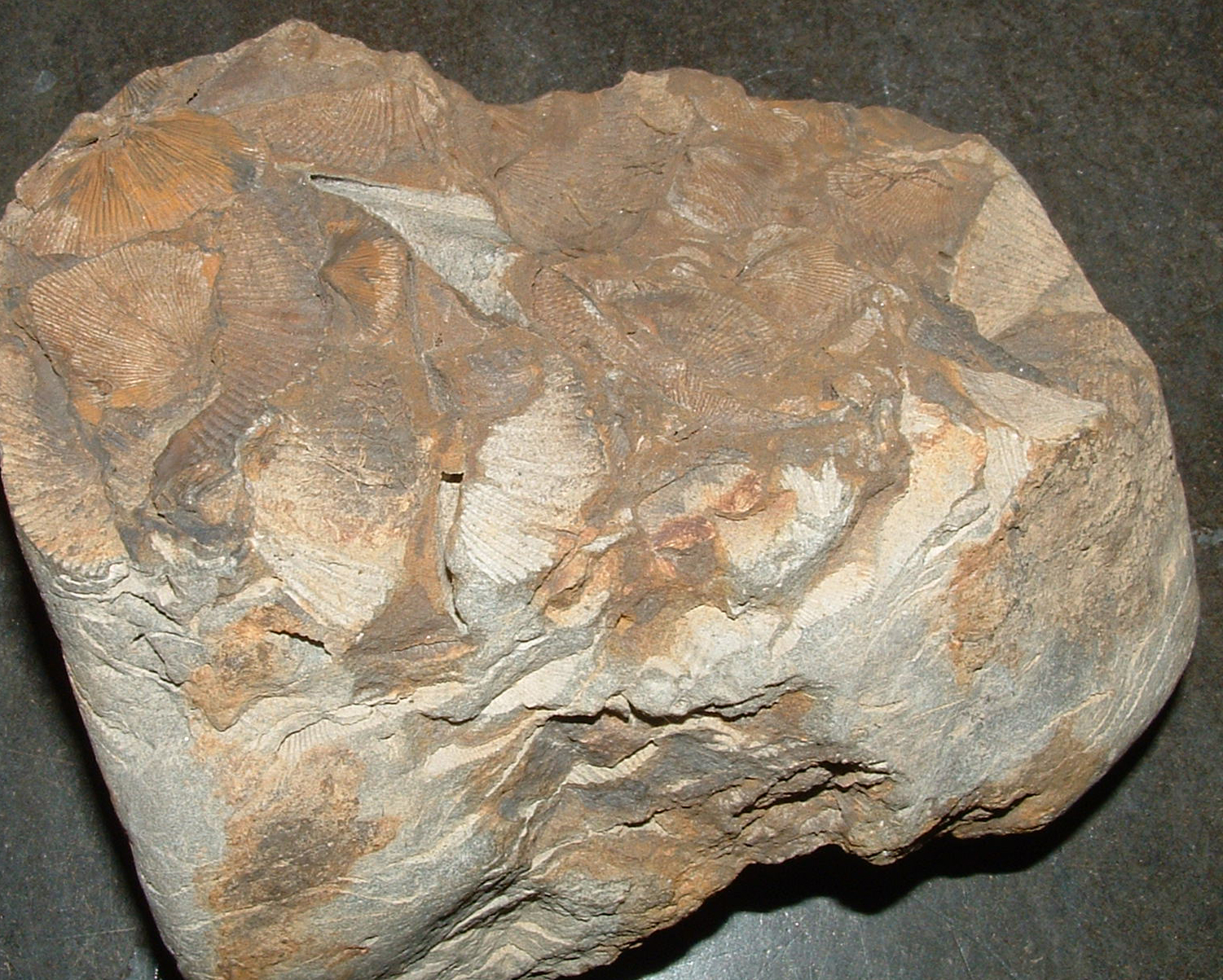 fossil shells