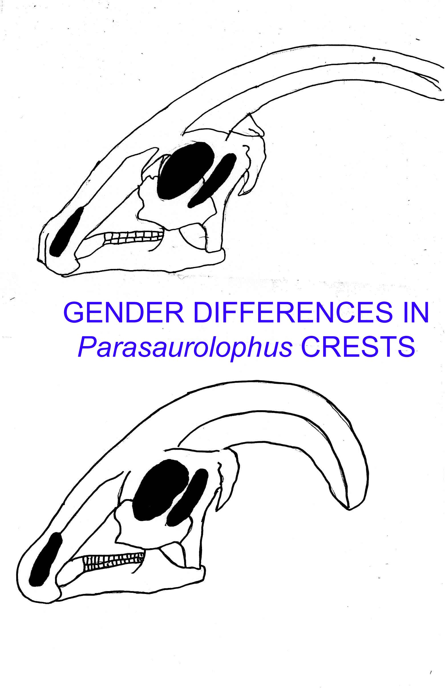 gender difference in parasaurolophus crest