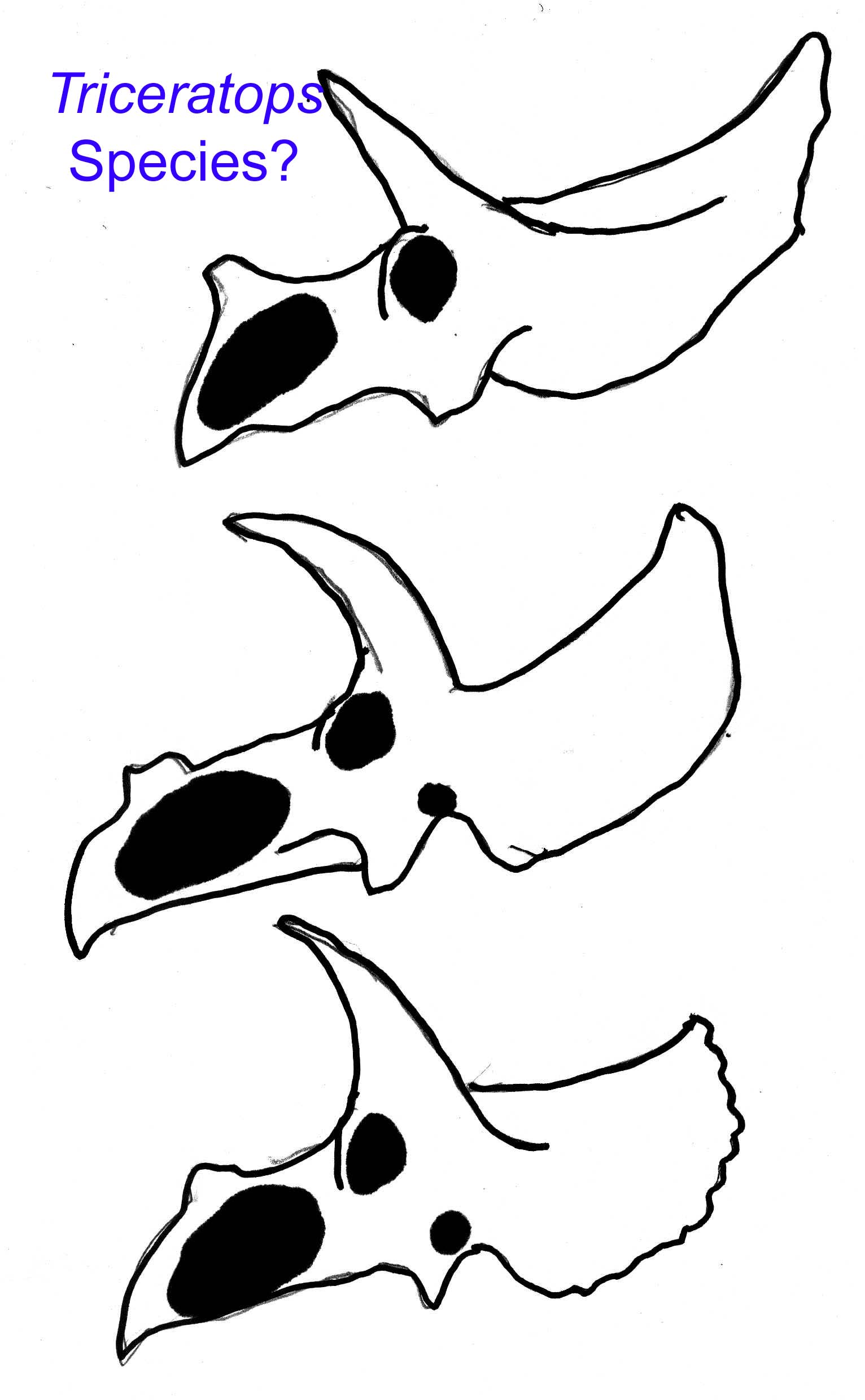 crest differences in triceratops species