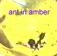 ant in amber