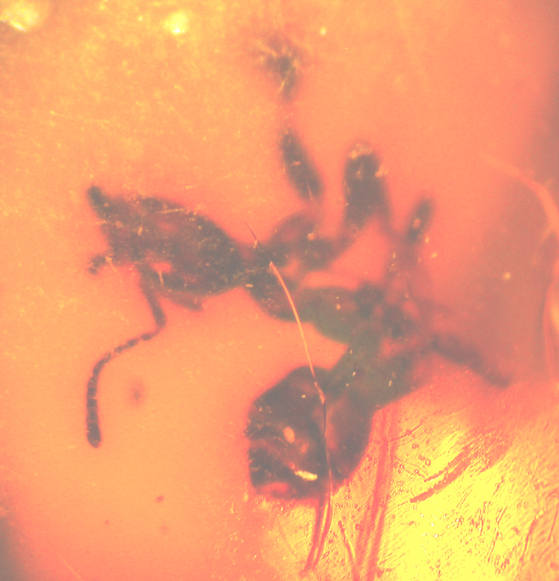 ant in amber