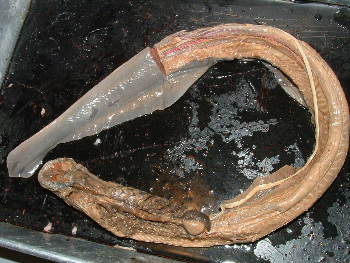 adult lamprey