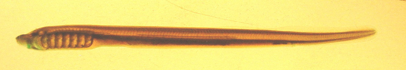 larval lamprey