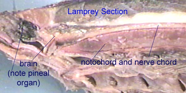 lamprey head