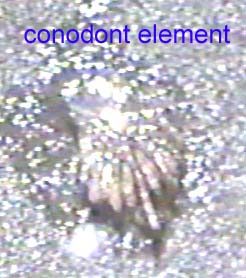 conodont element