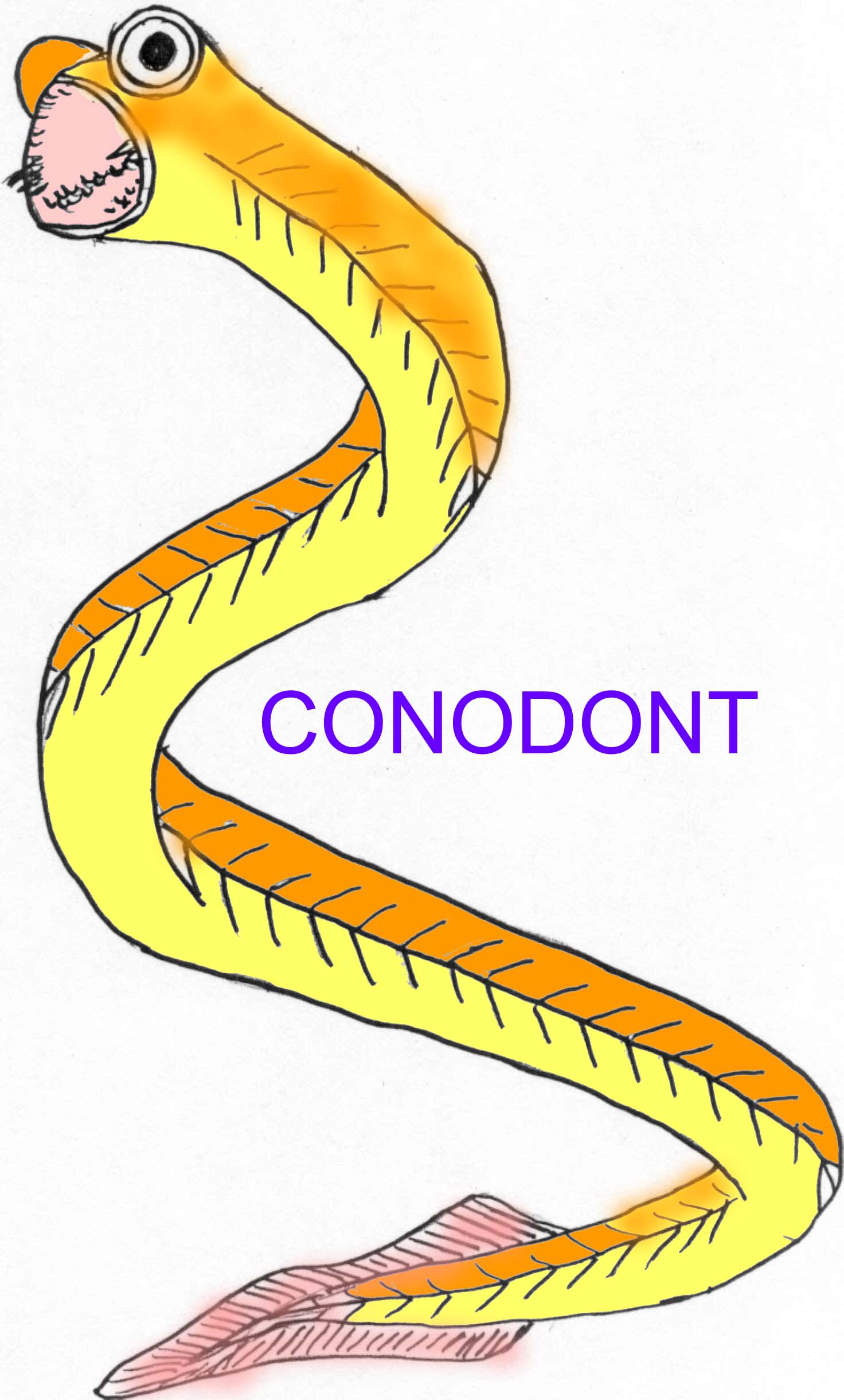 conodont