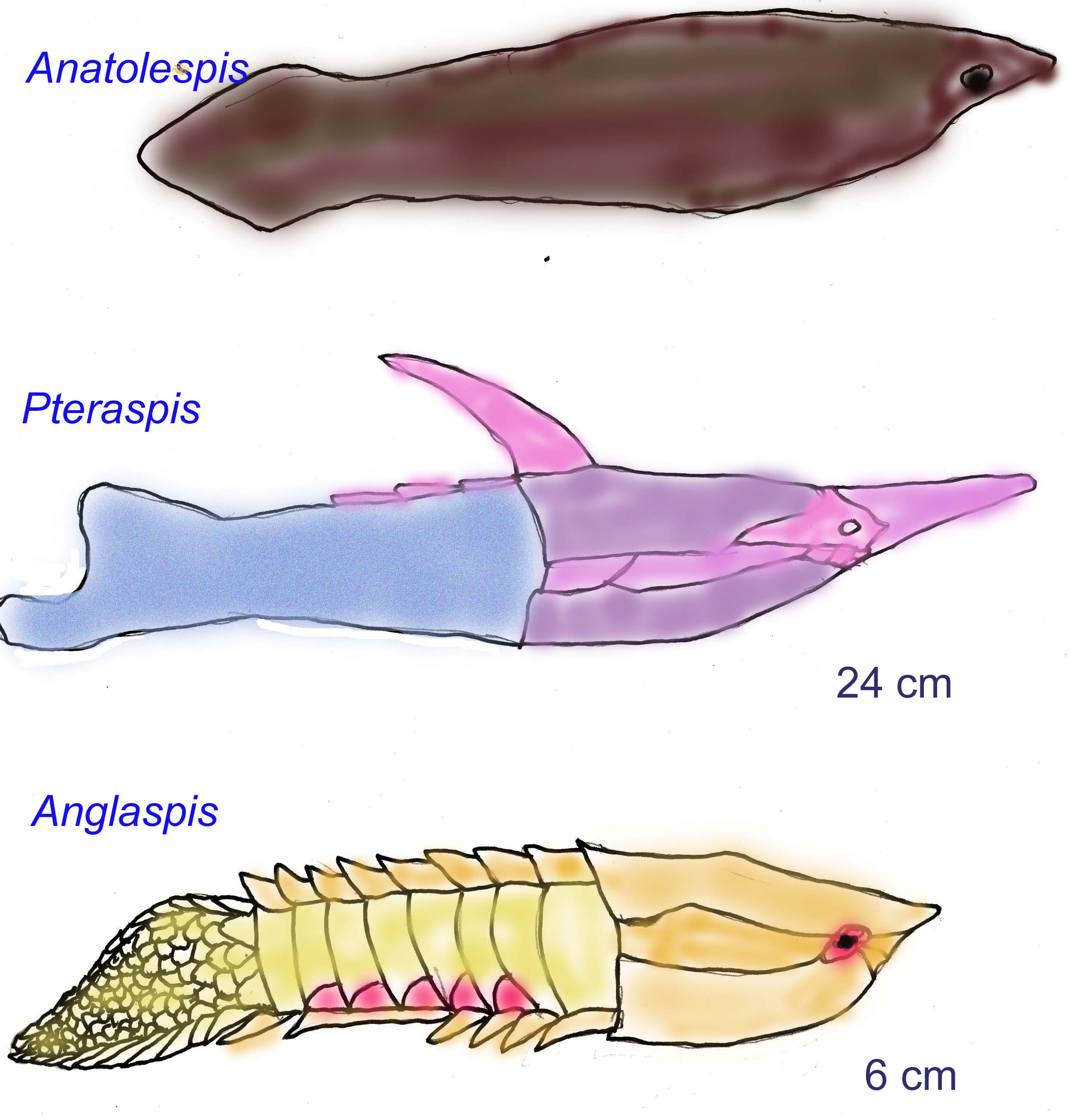 jawless fish