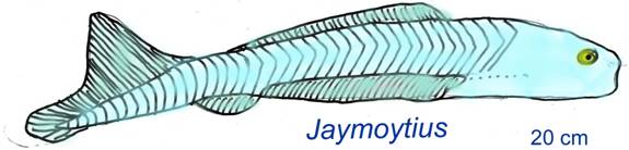 jawless fish