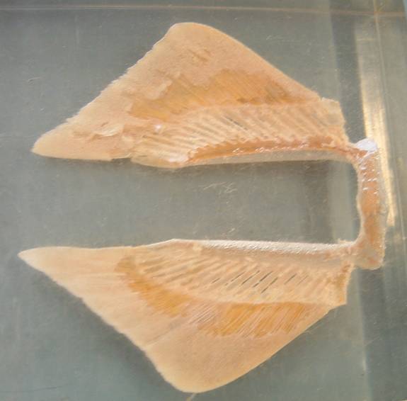 pelvic fin