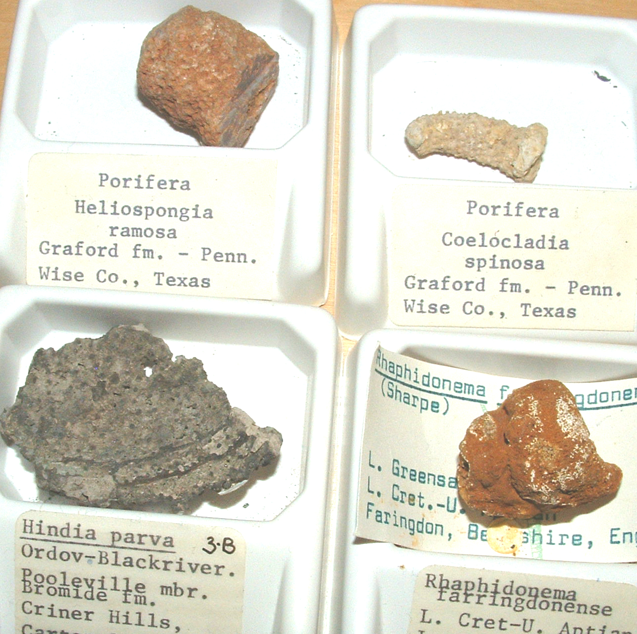 fossil sponges