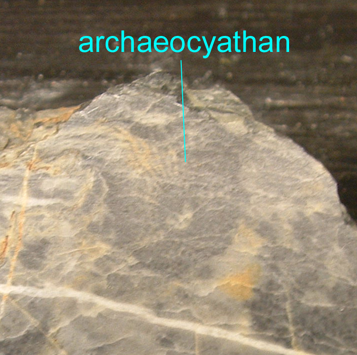 archaeocyathan