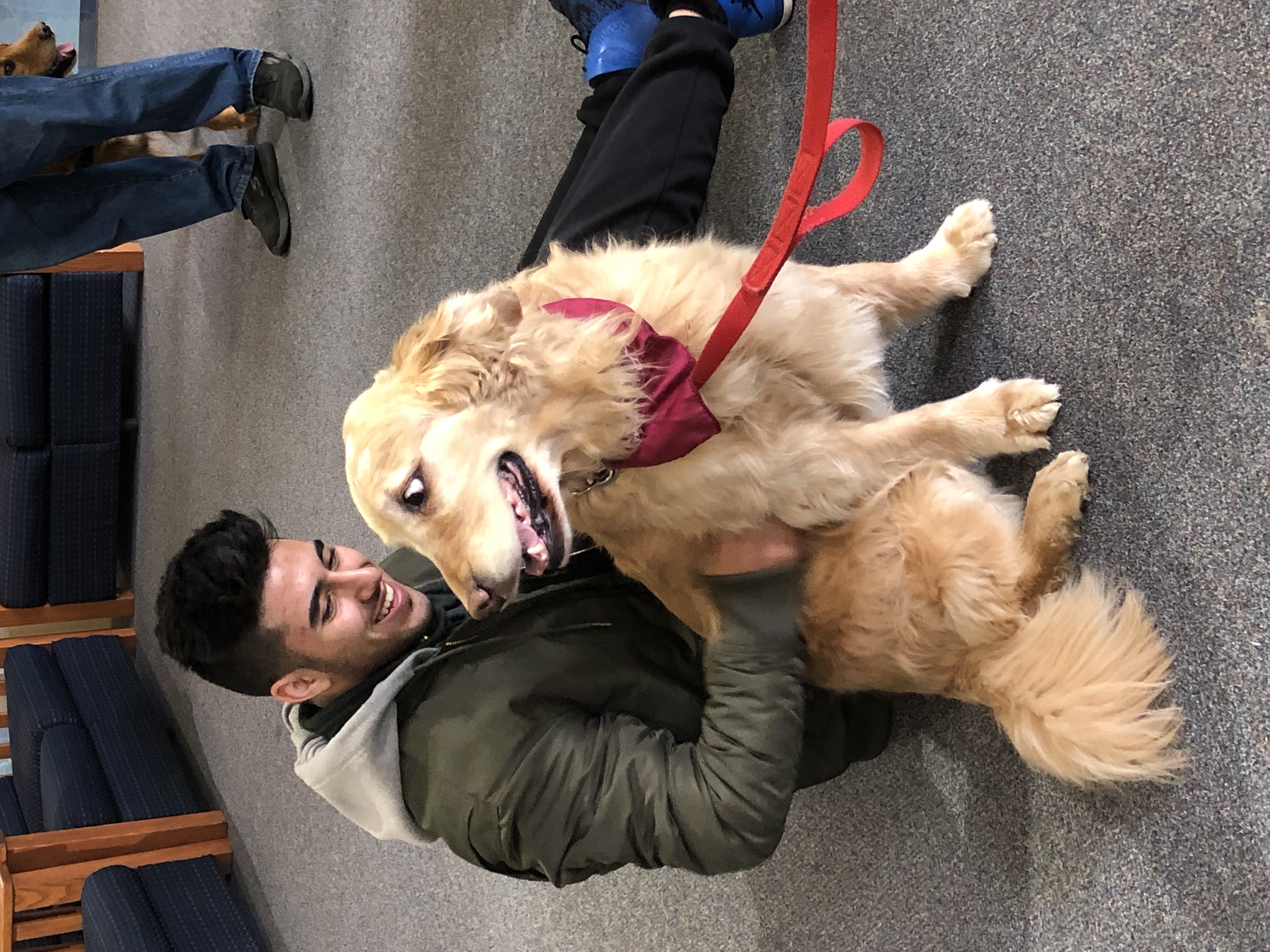 Stress Free Zone Kit Pick up and Therapy Dogs 