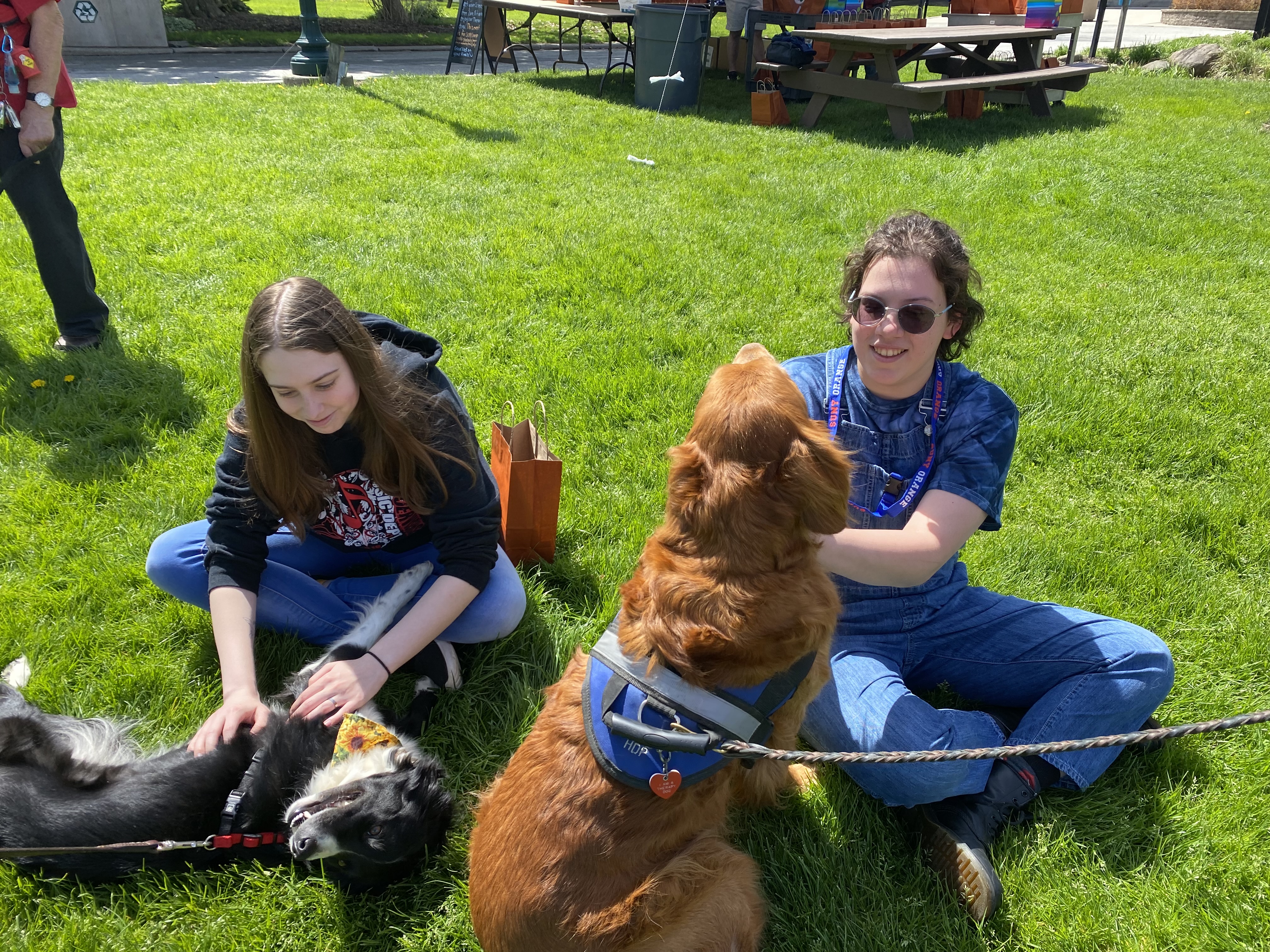 Stress Free Zone and Therapy Dogs