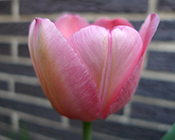 Tulip Prospect - photo by Richard Lear