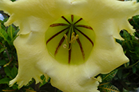 Solandra Grandiflora - Saba, photo by Richard Lear