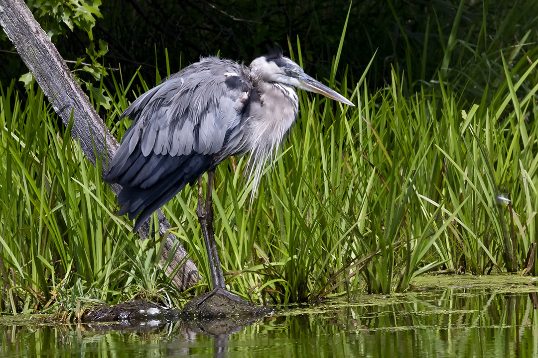 Great Blue Heron